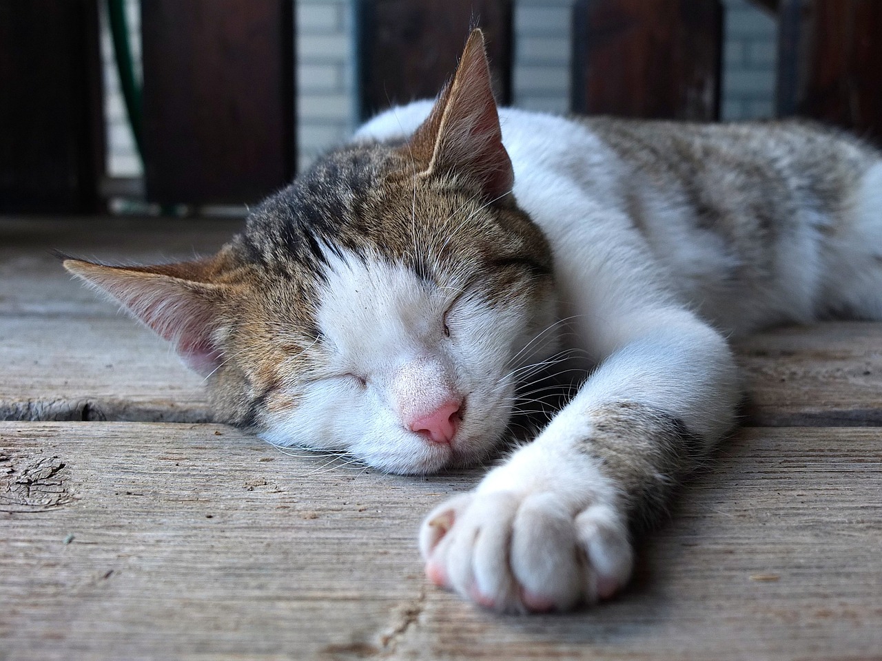 大熊猫戴立去世，缅怀一位传奇的生命