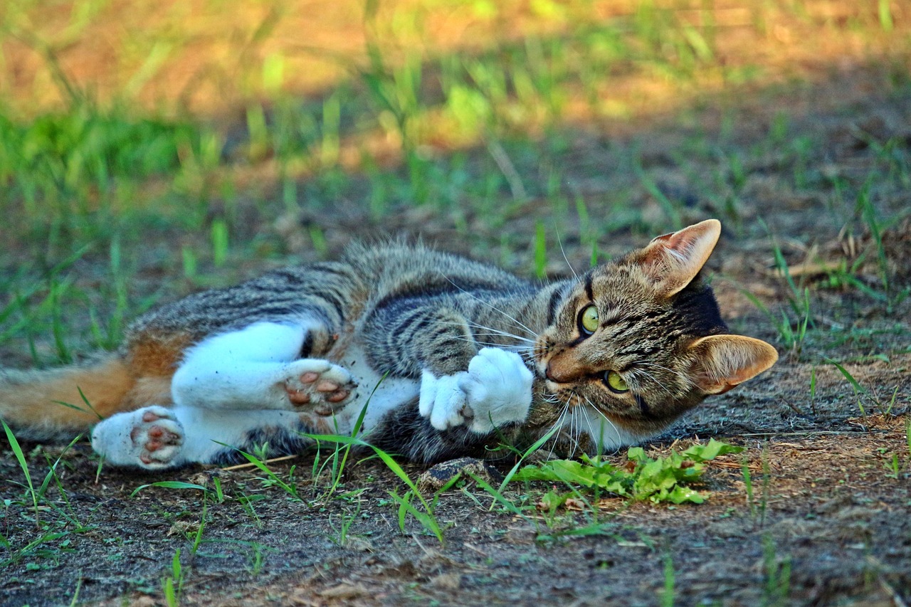 王欣瑜再现猫咪狩猎，一场自然与艺术的完美结合